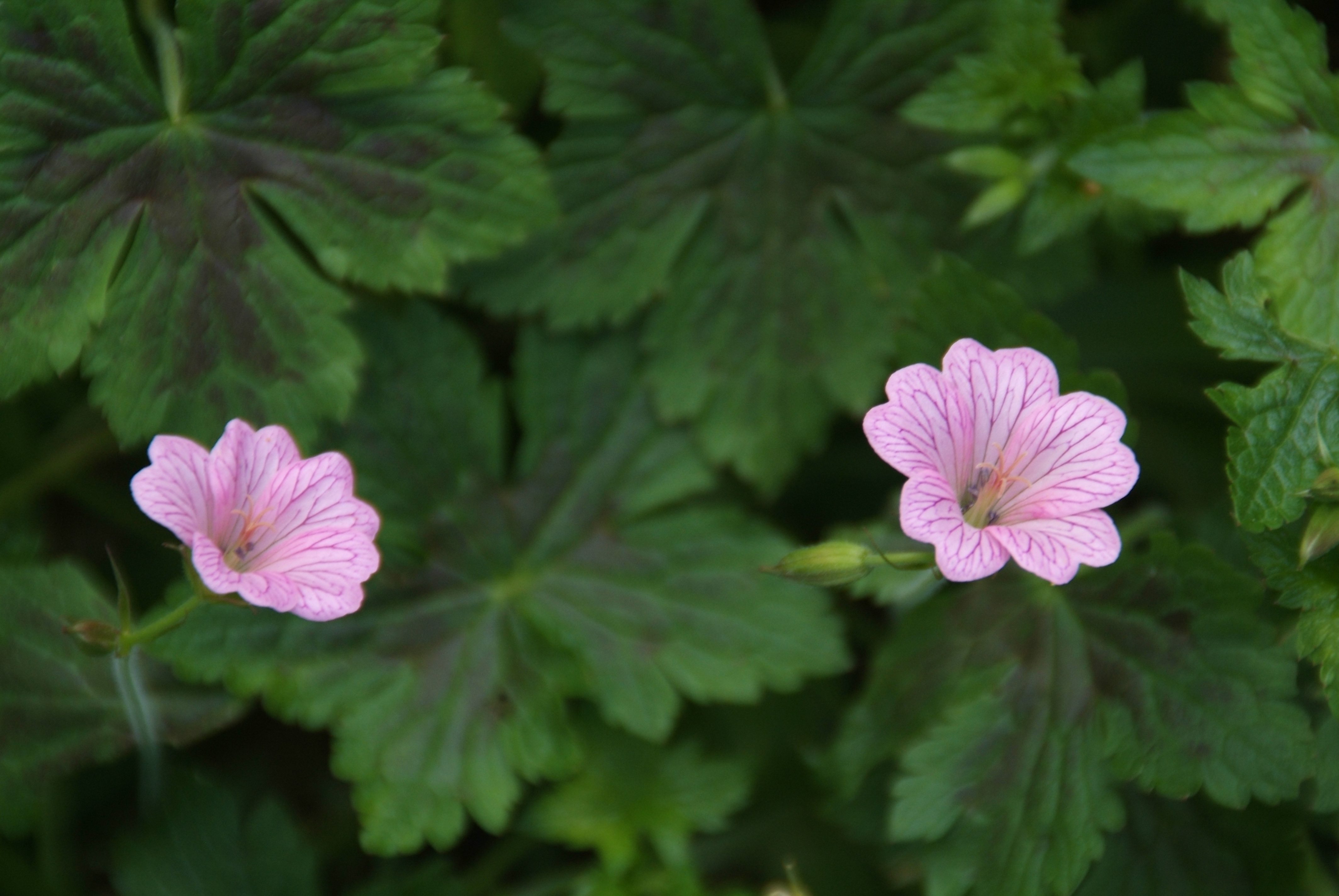 Geranium versicolor bestellen